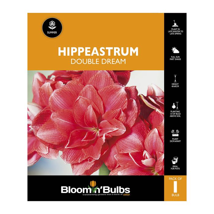 Bloomin Bulbs Hippeastrum Double Dream - 1 Pack