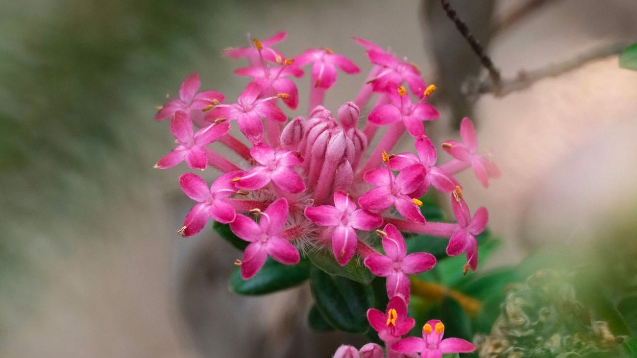 A close up of a cluster of bright pink star-shaped rice flowers with green leaves.