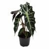 120mm Alocasia Polly - Alocasia amazonica
