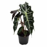 120mm Alocasia Polly - Alocasia amazonica