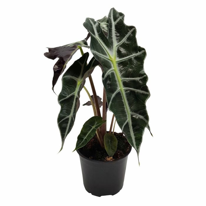 120mm Alocasia Polly - Alocasia amazonica