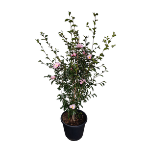 30L Camellia Plantation Pink - Camellia sasanqua