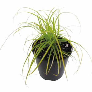 1.9L Carex Everillo - Carex oshimensis