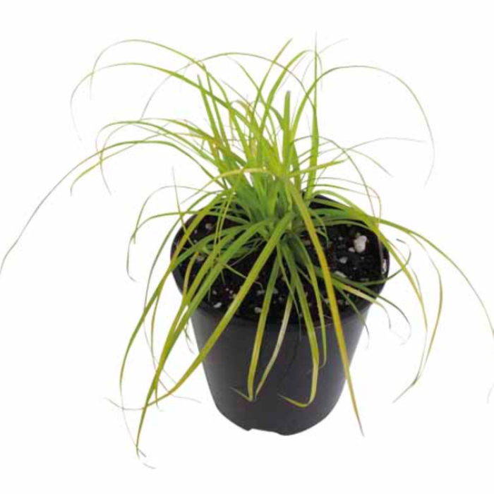 1.9L Carex Everillo - Carex oshimensis