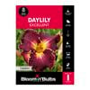 Bloomin' Bulbs Daylily Excellent - 1 Pack