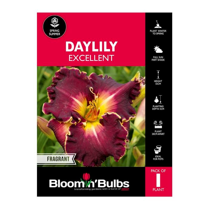 Bloomin' Bulbs Daylily Excellent - 1 Pack