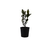 140mm Gardenia Golden Magic - Gardenia jasminoides 'Golden Magic'