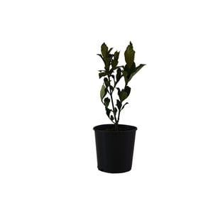 140mm Gardenia Golden Magic - Gardenia jasminoides 'Golden Magic'