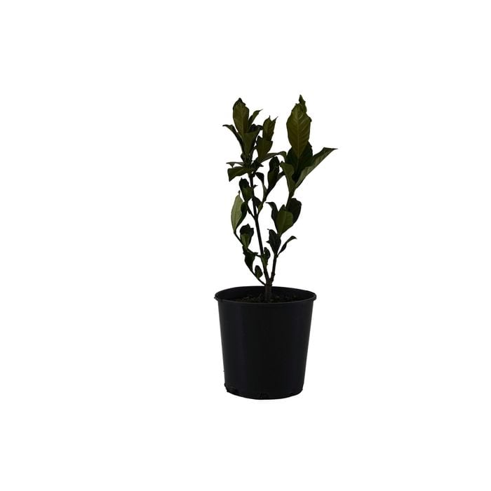 140mm Gardenia Golden Magic - Gardenia jasminoides 'Golden Magic'