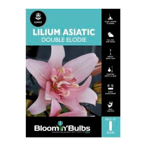 Bloomin' Bulbs Lilium Double Elodie - 1 Pack