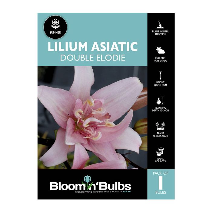 Bloomin' Bulbs Lilium Double Elodie - 1 Pack