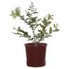 200mm Crepe Myrtle Lipan Bush - Lagerstroemia indica