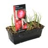 Onion Red Punnet - Allium cepa