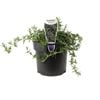 140mm Prostrate Rosemary - Rosemary officinalis prostrata