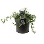 140mm Prostrate Rosemary - Rosemary officinalis prostrata