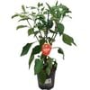170mm Capsicum Mighty Bite Red - Capsicum annuum