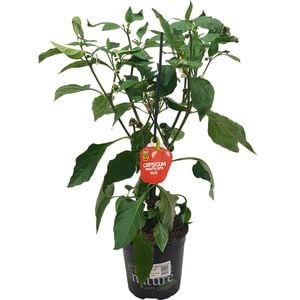 170mm Capsicum Mighty Bite Red - Capsicum annuum