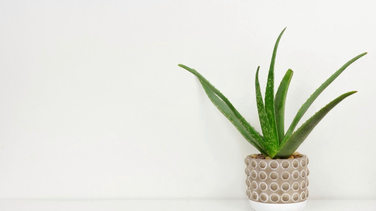 DIY - Header - How to plant and grow aloe vera