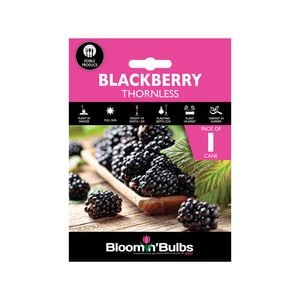 Bloomin' Bulbs Thornless Blackberry - 1 Pack