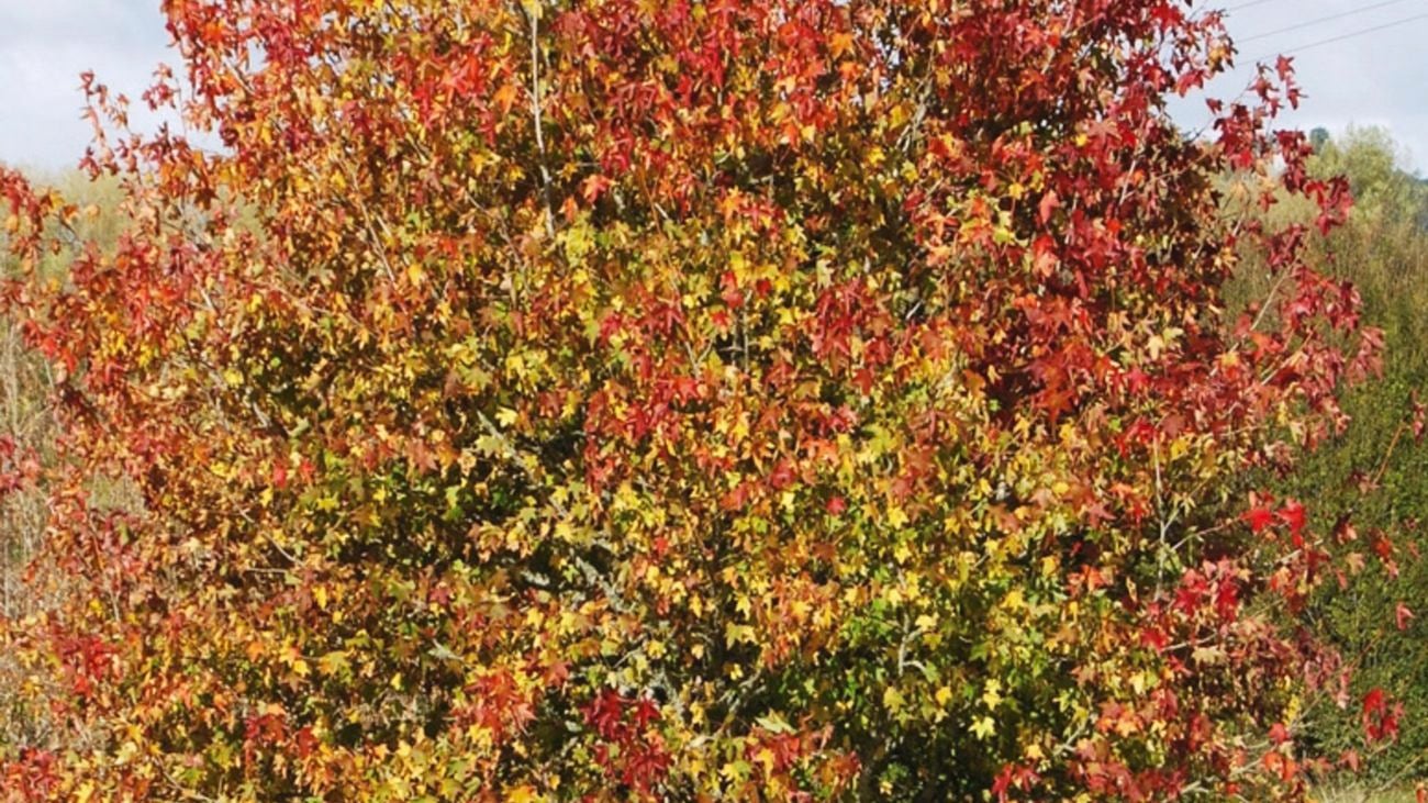 Orange autumn tree