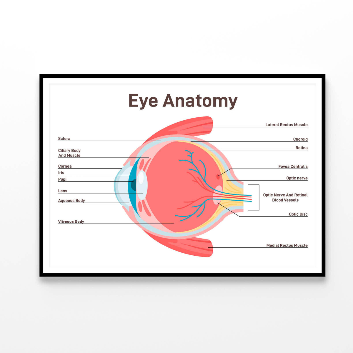 Human Vision Organ Cross Section Print 100% Australian Made 120x90cm ...