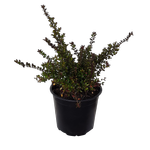 1L Box Honeysuckle - Lonicera Nitida