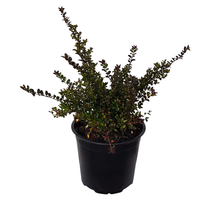 1L Box Honeysuckle - Lonicera Nitida