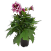 105mm Assorted Dahlia Dahlinova  - Dahlia pinnata