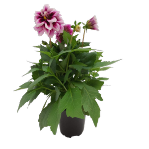 105mm Assorted Dahlia Dahlinova  - Dahlia pinnata