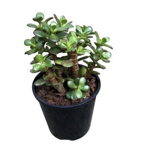 1.9L Crassula Minima - Argentea