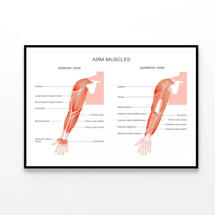 Muscular System Arms Illustration  Print 100% Australian Made 90x60cm  (Poster)