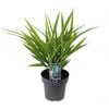 180mm Dianella Goddess - Dianella caerulea