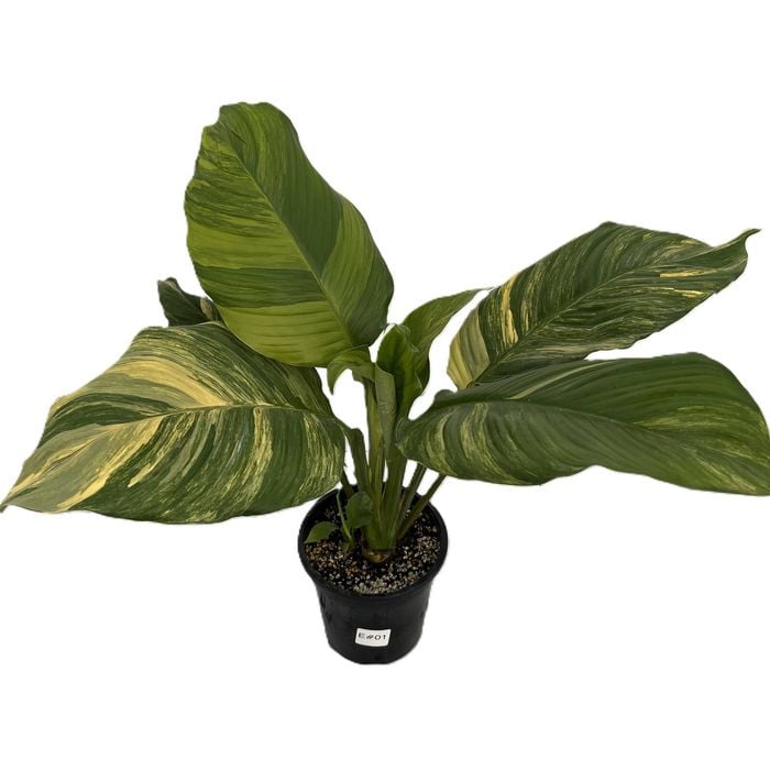 180mm Sensation Aurea Variegated - Spathiphyllum