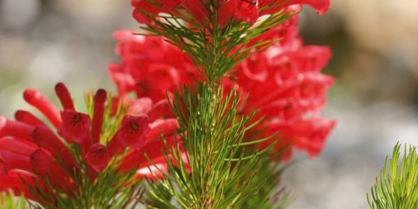 Native Australian Christmas trees with a twist
