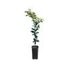 4L Lemon Villa Franca Grafted - Citrus limon