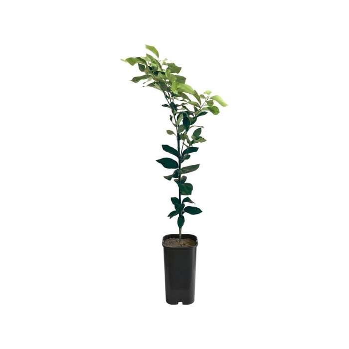 4L Lemon Villa Franca Grafted - Citrus limon