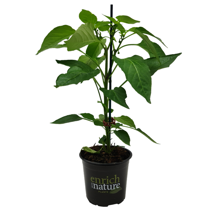 130mm Capsicum Pillar Peppers™ F1 Sweet Yellow - Capsicum annuum