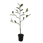 2.5L Magnolia - Magnolia fairy Cream