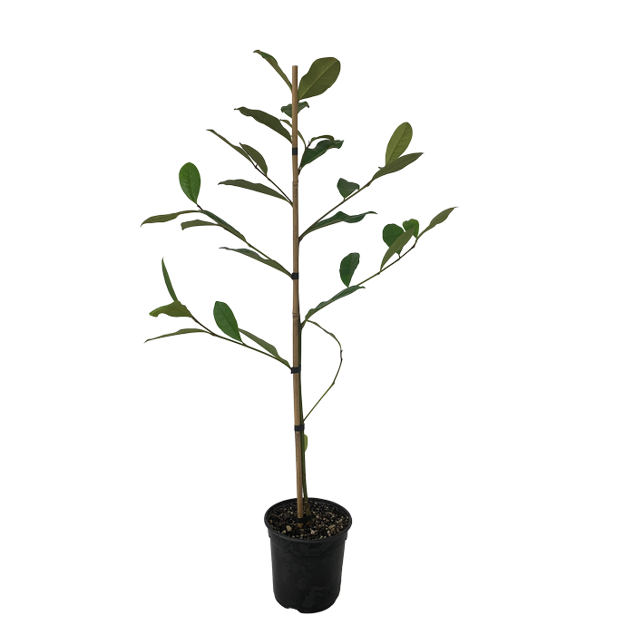 2.5L Magnolia - Magnolia fairy Cream