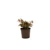 200mm Syzgium Winter Lights - Syzygium