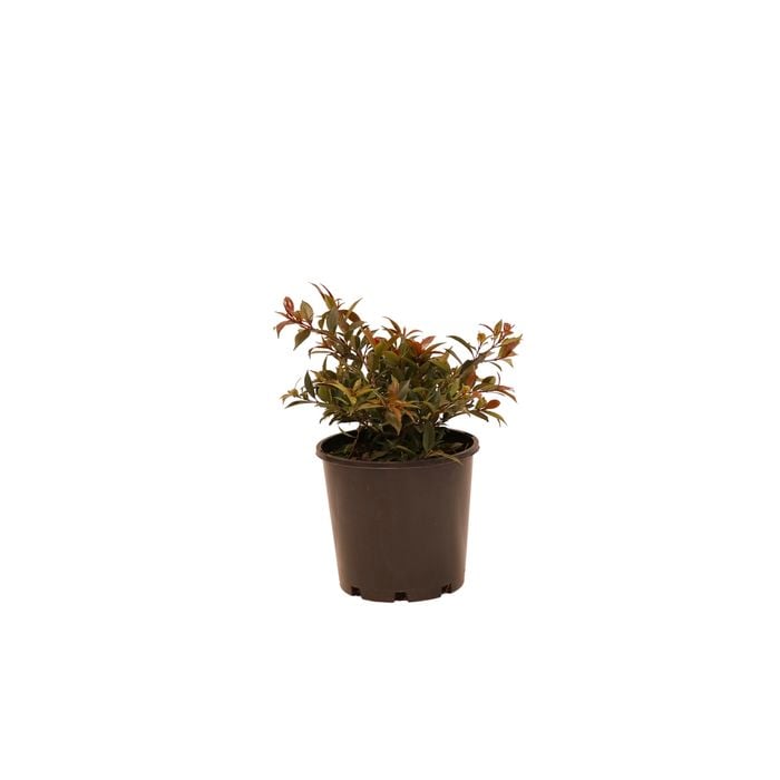 200mm Syzgium Winter Lights - Syzygium