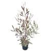 4L Purple Ake Ake - Dodonaea Viscosa Purpurea