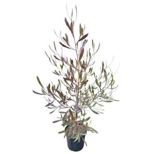 4L Purple Ake Ake - Dodonaea Viscosa Purpurea
