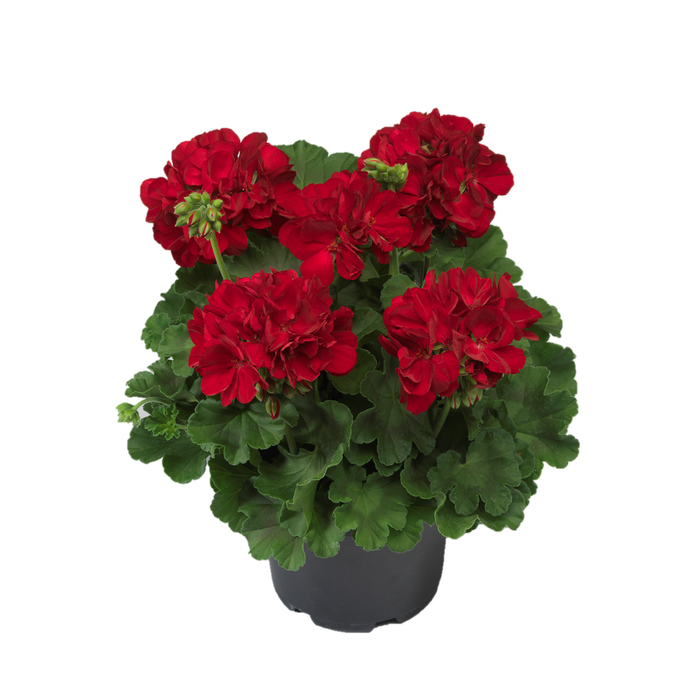 1.5L Geranium Calliope Big Red - Geranium interspecific