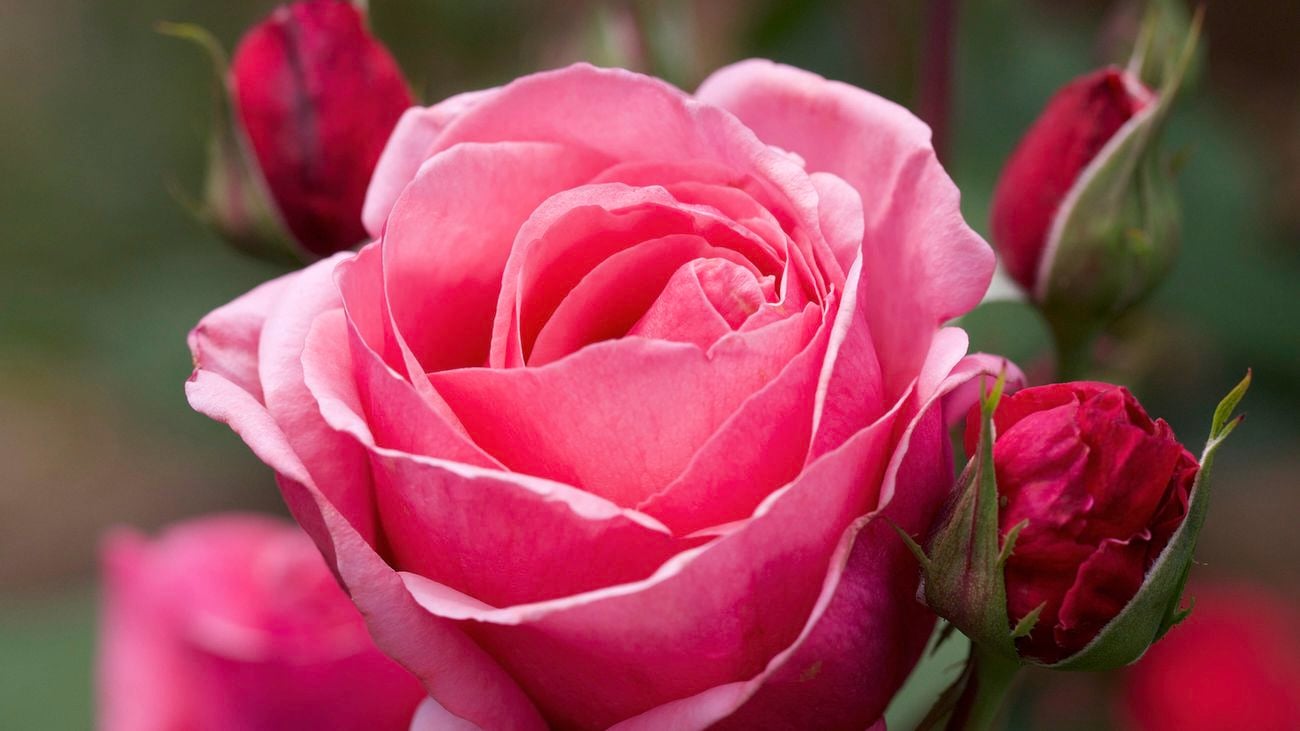 A close-up of a pink coloured rose surrounded by buds