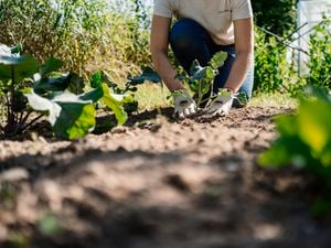 Person in the garden using dynamic lifter on plants
