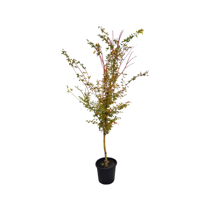 30L Japanese Maple - Acer palmatum Sango-kaku