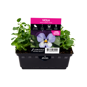Viola Neon Purple Wing Punnet - Viola cornuta