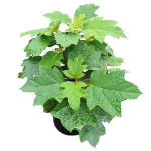 4L Oakleaf Hydrangea - Hydrangea quercifolia Pee Wee