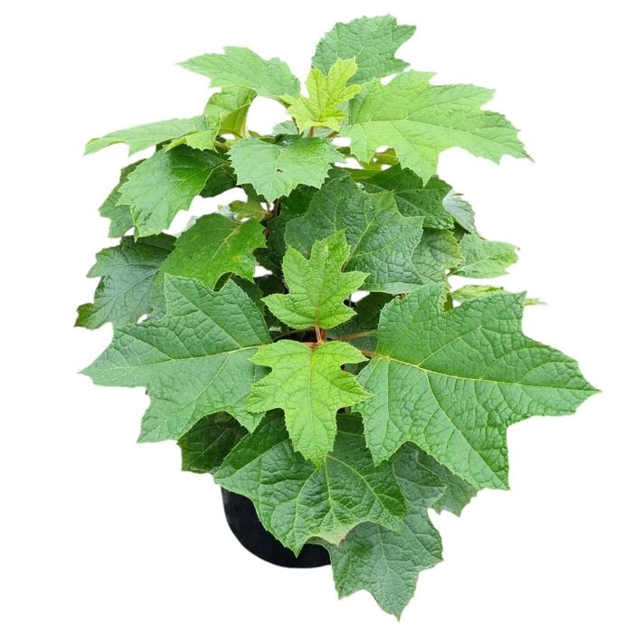 4L Oakleaf Hydrangea - Hydrangea quercifolia Pee Wee